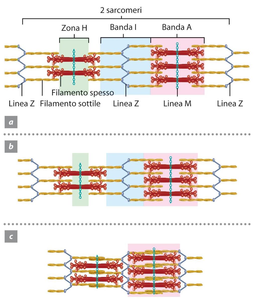 3. La contrazione e il rilasciamento del muscolo scheletrico Quando il muscolo si contrae il