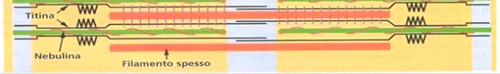 dei filamenti durante la contrazione NEBULINA: inserita sulla linea Z,