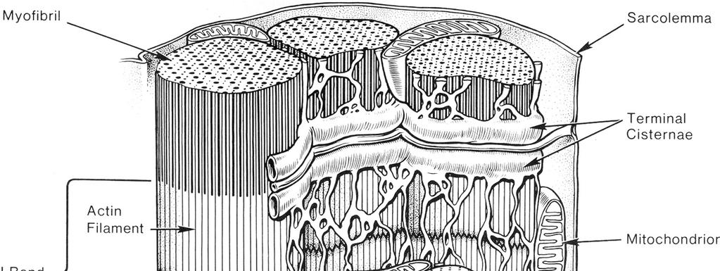 Miofibrille Sarcolemma mitocondrio I Reticolo Sarcoplasmatico reticolo sarcoplasmatico Il RS