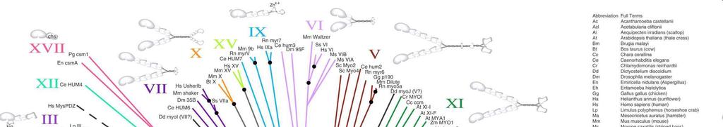 (protdist/neighbor) of myosin