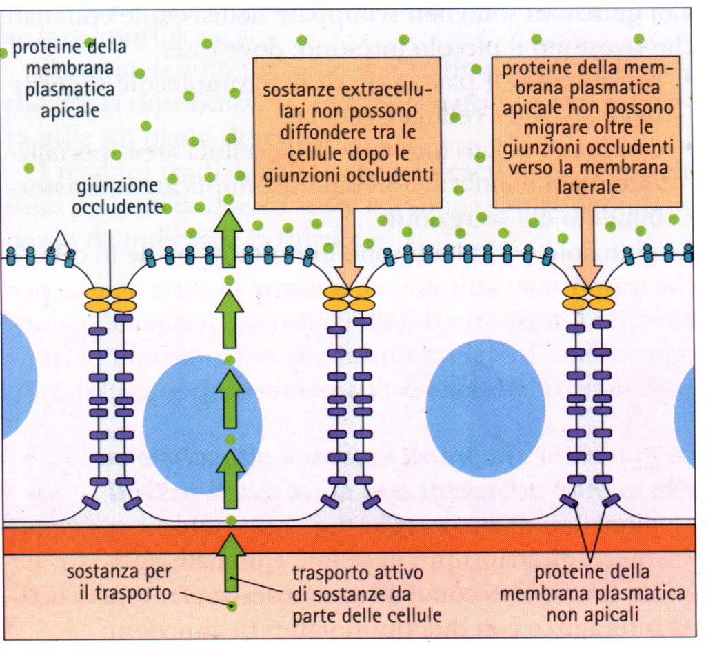 Giunzioni occludenti