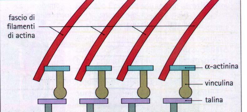 Contatti focali Fasci di filamenti di actina interagiscono con proteine di collegamento (α-actinina, vinculina e