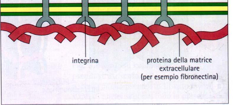 integrine.