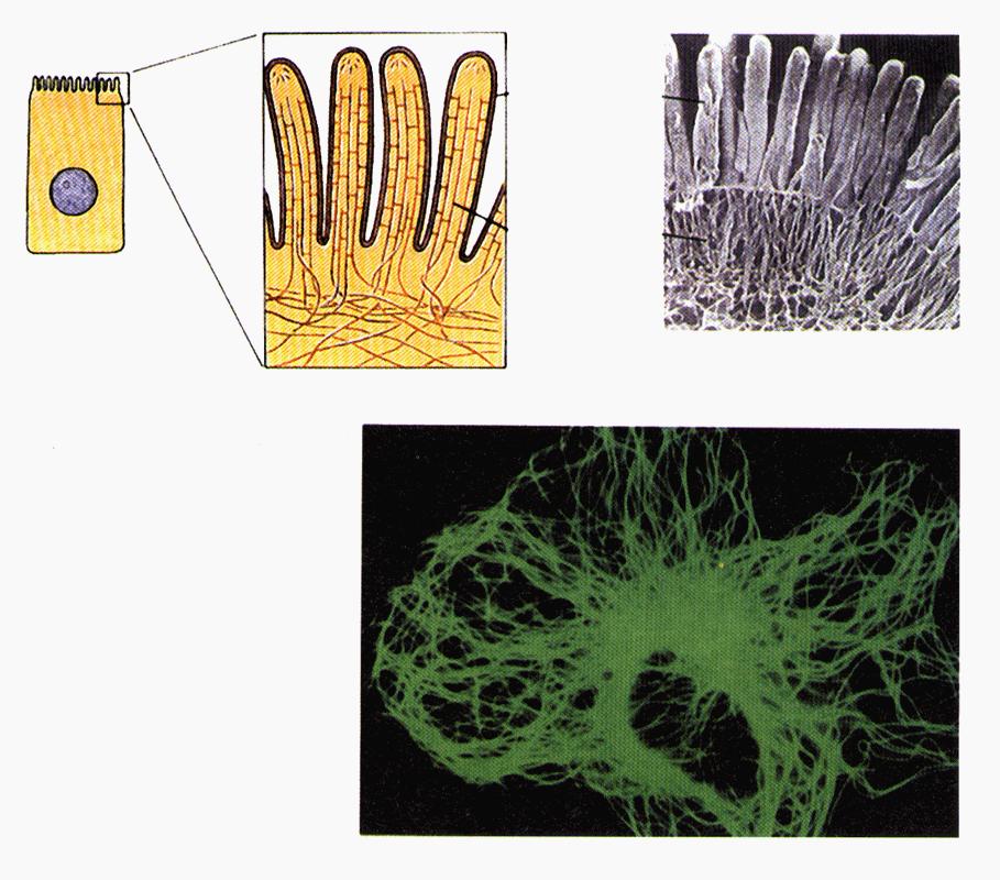 microvilli i microvilli sono immobili; il il loro scopo è di