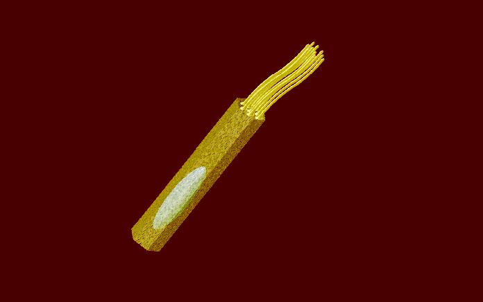 Cellula ciliata