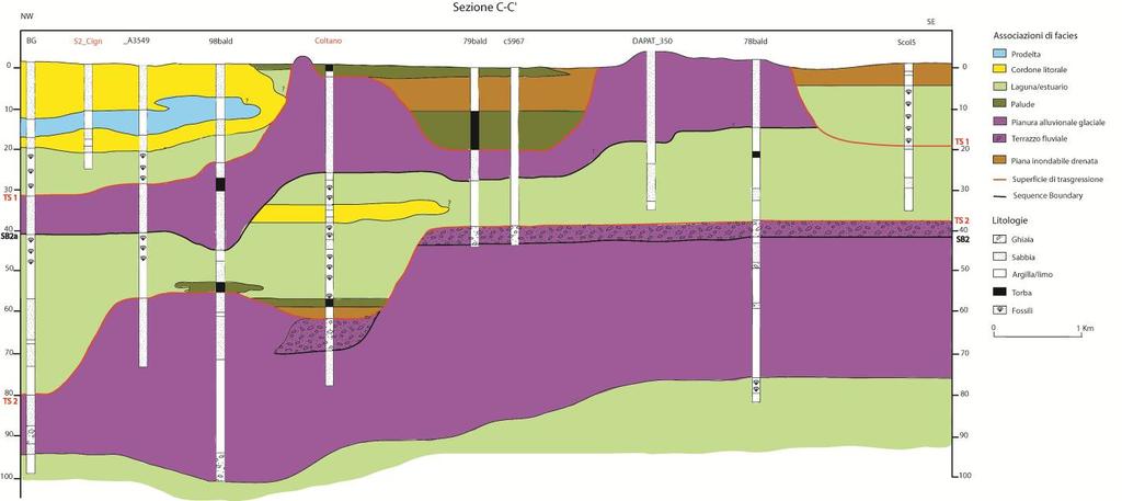 Figura 3: Sezione stratigrafica C-C orientata NW-SE, passante per i due corpi nei pressi di Castagnolo e Coltano. Tracciato della sezione in Fig. 1.