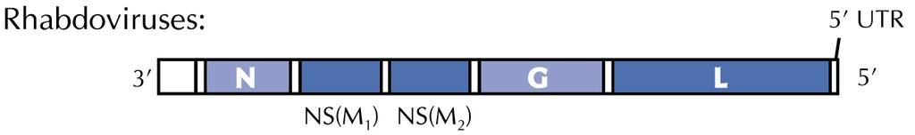 Genomi a RNA (-), Rhabdoviridae Circa 11kb.