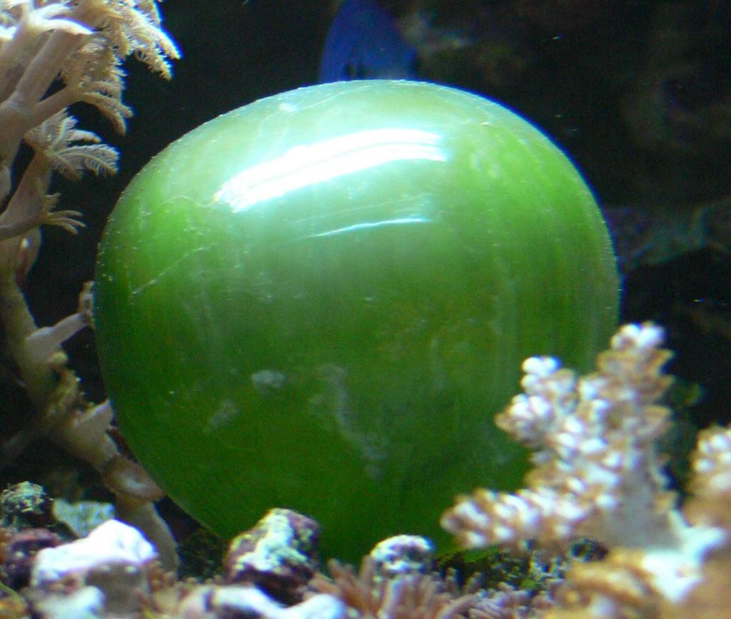 VALONIA VENTRICOSA alga