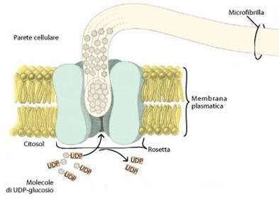 Ricapitoliamo: le microfibrille di cellulosa sono sintetizzate da complessi enzimatici che si muovono all interno della