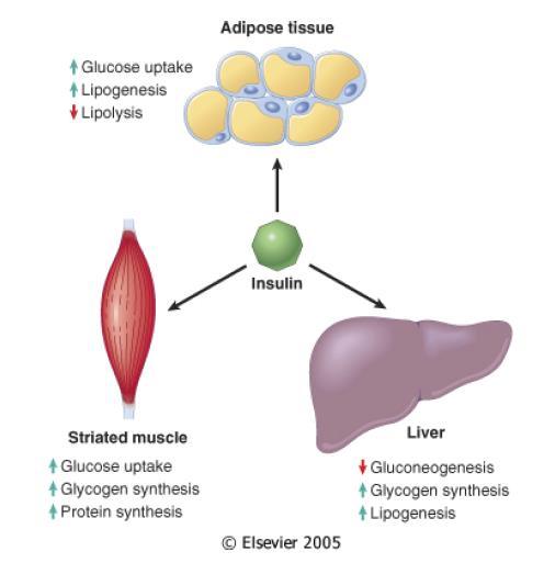 Trasporto Insulina e cinetica del trasporto del glucosio Nel muscolo e nel tessuto adiposo l insulina determina un grande