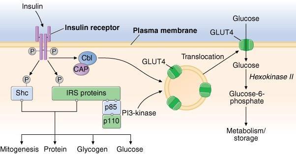 Riepilogo - Ormoni e metabolismo G aq G ai G as G6PC =