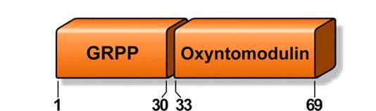 peptidase prohormone convertase (PC 2 ) t ½ = 5 min