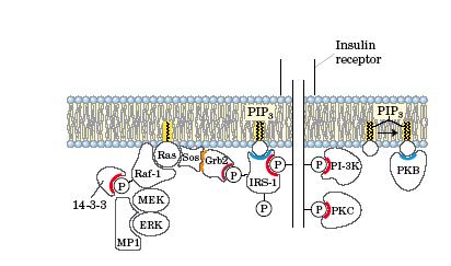 Insulina una proteina di 5.