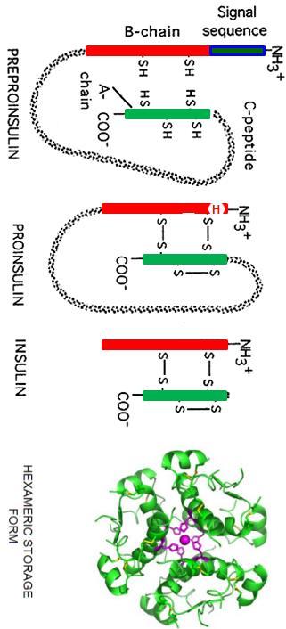 Biogenesi dell insulina (Ins) 6 Zn t ½ = 5 min Receptor