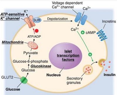 (GLP-1 stimola espressione) UNITÀ GLUCOSENSORIA Un aumentata [glucosio] risulta in una aumentata [ATP], che inibisce canali K + ATP-dipendenti.