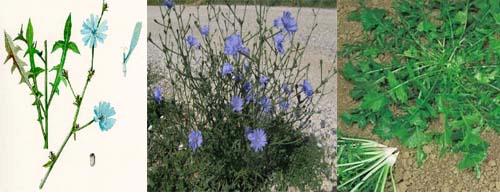 1 - La Cicoria Selvatica Facile da riconoscere in fase di fioritura per le caratteristiche corolle azzurre riunite in capolini.