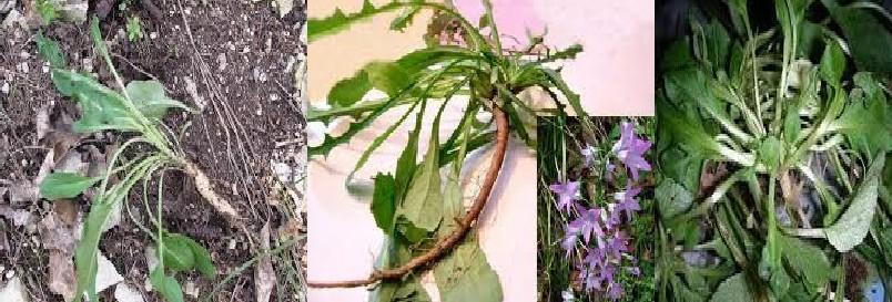 Pianta che rigermoglia ogni anno dalla radice perenne; con fusto ascendente alto sino a 70-80 cm, legnoso alla base, con peli rivolti in basso.