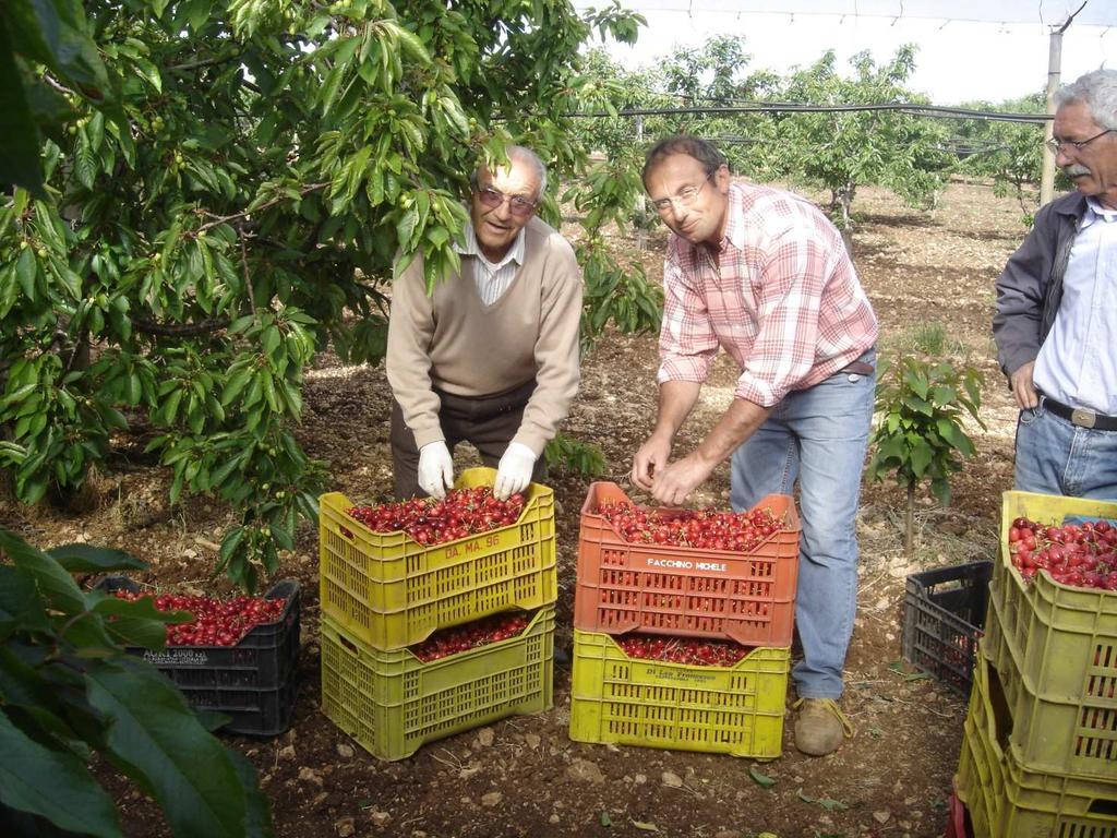 Nella foto, Giovanni e Franco Mazzone di Turi in provincia di Bari noti produttori di ciliegie e uva da tavola, con alcune casse di ciliegie della varietà Bigareaux pronte per il trasporto ai centri