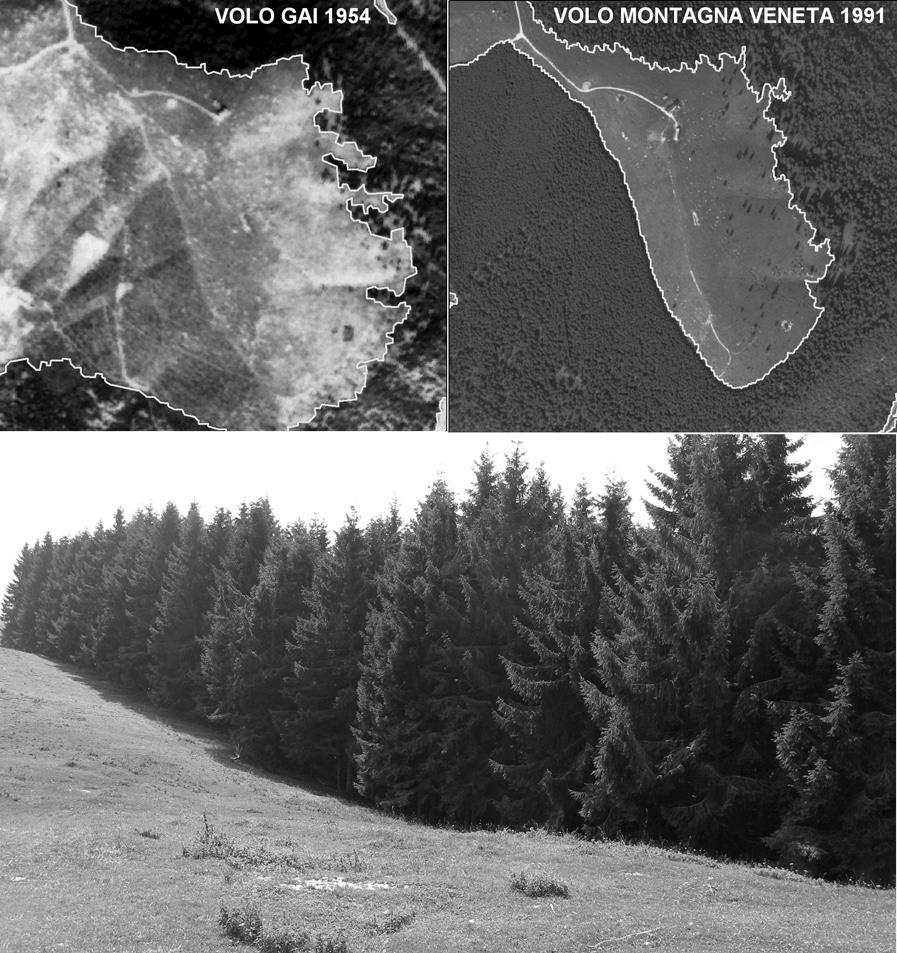 Savio Estrazione delle coperture forestali da foto aeree storiche L opportunità di approfondire il livello di analisi, fino a relazionare i processi di trasformazione ai principali fattori naturali e