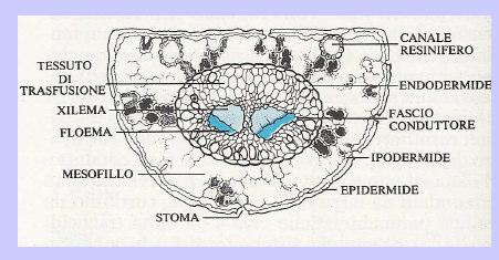 L aghifoglia