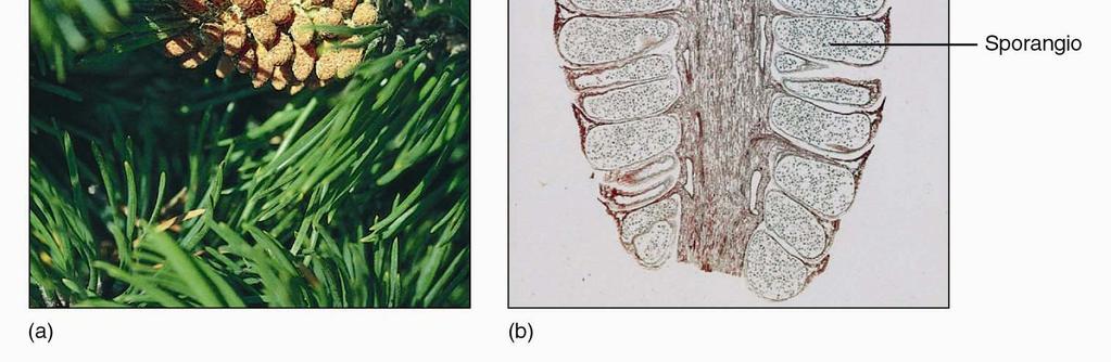 portano sacche polliniche (microsporangi) sulla pagina