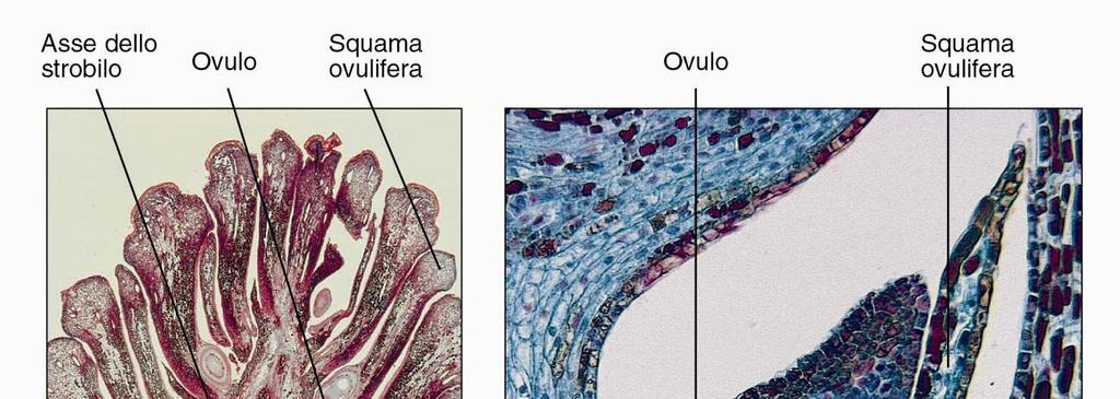 L ovulo contiene il