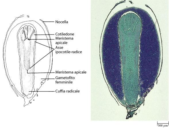 Il seme è costituito da: Numerosi cotiledoni endosperma primario (n) Tegumenti, residui della nucella, ed embrione