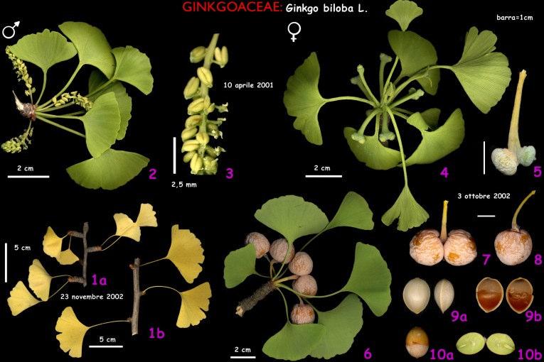 Ginkgoales ovuli semi Marchi P., Pepe D'Amato E., Bianchi G.