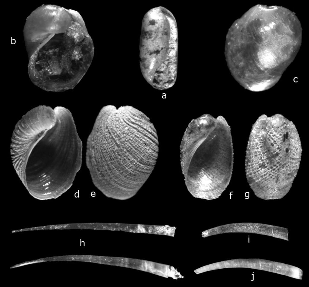 Fabrizio Cuneo, Alessandro Margelli, Enzo Campani & Manrico Coppini Fig. 4. a. Cylichna parvula altezza 1,5 mm; b-c. Laona flexuosa altezza 3 mm; d-e. Laona pruinosa altezza 2,7 mm; f-g.