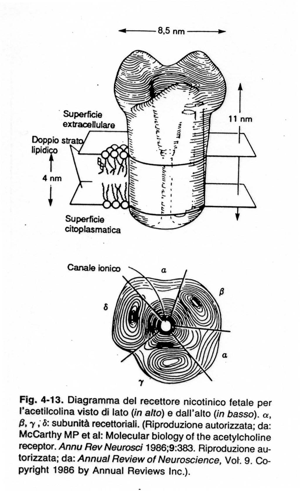 Recettori nicotinici Recettori nicotinici 5 sub-unità β,γ,δ e (2) α siti attivi) ACh si lega alle sub unità α Il canale si apre e permette il passaggio contemporaneo di sodio (interno) e potassio