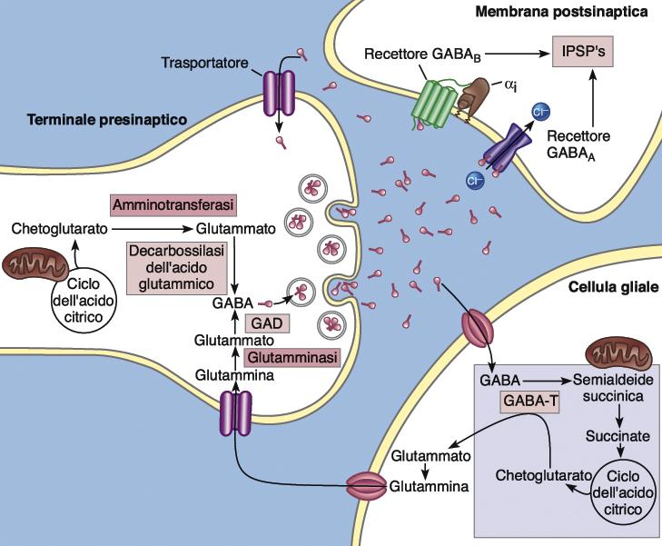 Amminoacidi-GABA Acido gamma ammino butirrico (GABA), potente inibitore Due sottotipi di recettori: 1. GABA A : aumento g Cl, IPSP.