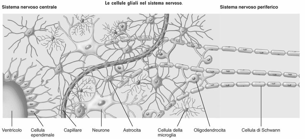 Macroglia