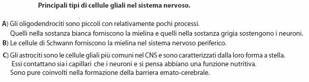 D) Le cellule della microglia proteggono il SNC da sostanze estranee (batteri e detriti cellulari) mediante