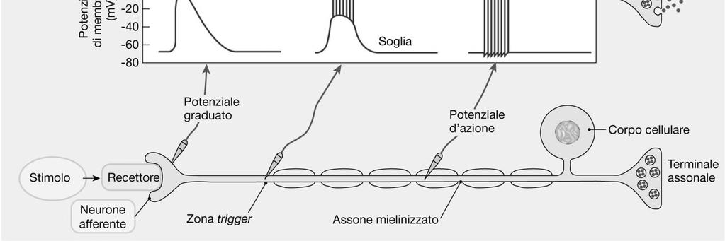 potenziali d azione che arrivano al terminale nell unità di tempo.