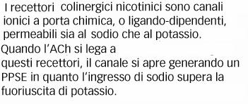 L ACh è il neurotrasmettitore usato da tutti gli assoni motori che originano dal midollo spinale, dai neuroni