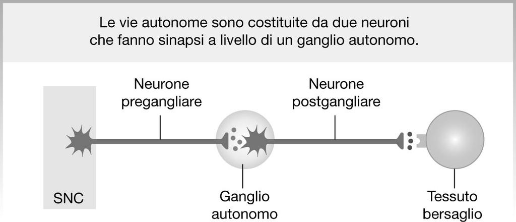 Sistema nervoso