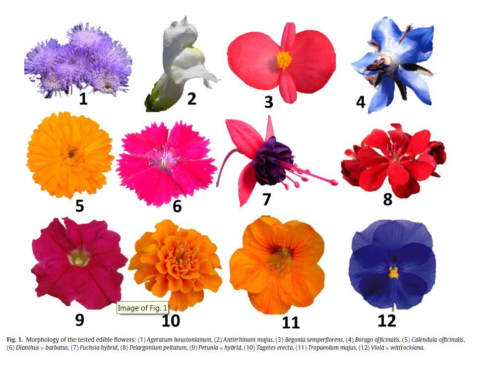 Alcune specie di fiori eduli (da