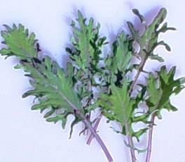 Brassica juncea