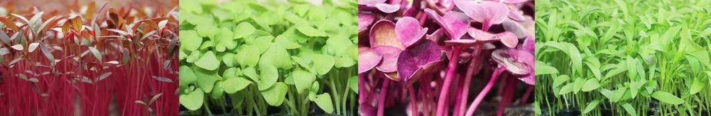 Microgreens http://www.freshorigins.com/microgreens.