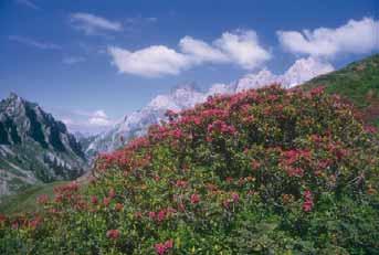 Rododendro in fiore nelle Prealpi 4.