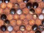 1 Introduzione LLa detenzione delle api è importante non solo per l impollinazione di piante coltivate e spontanee, ma anche per l
