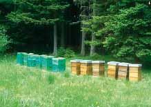 Tuttavia, esso è altresì fortemente condizionato da fattori ambientali, quali il clima o il sito oppure, durante la transizione da api