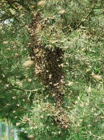 api nelle prime 3-6 settimane poi, a partire da metà luglio, la loro forza è aumentata in continuazione fino a metà settembre.
