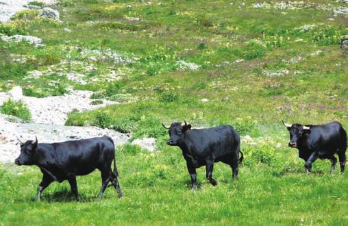 sommario Éditorial... 3 Rinnovo cariche sociali...4 Animali destinati alla macellazione... 5 Identificazione degli animali...8 A.N.A.Bo.RA.VA... 9 Cos'è la F.E.R.B.A.?...10 Le rassegne primaverili.