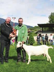 1533 in giorni 326 Becchi Iª e IIª categoria (oltre 12 mesi) : 1. Les Ecureuils St. Pierre n Allevamenti in concorso 9 n animali 28 Capre IIIª categoria (primipare): 1. Les Ecureuils St. Pierre 2.