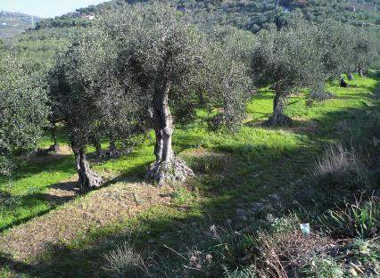 Imperia. Giorgio Novaro nel suo studio co. Difetti e pregi dipendono dalla maturazione delle olive, dalle modalità di raccolta ed estrazione e dai metodi di conservazione.