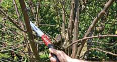 Seghetto potatura chiudibile turbo con chiusura a bottone. Folding pruning saw with button lock.