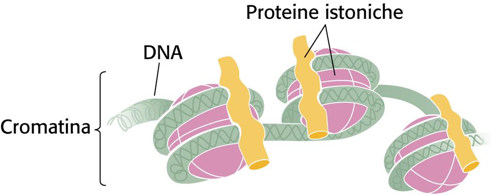 CONCETTI BASE DI GENETICA Negli eucarioti il DNA è associato ad una classe di proteine, gli istoni, a formare i cromosomi, strutture altamente condensate ; il complesso DNA e proteine istoniche è