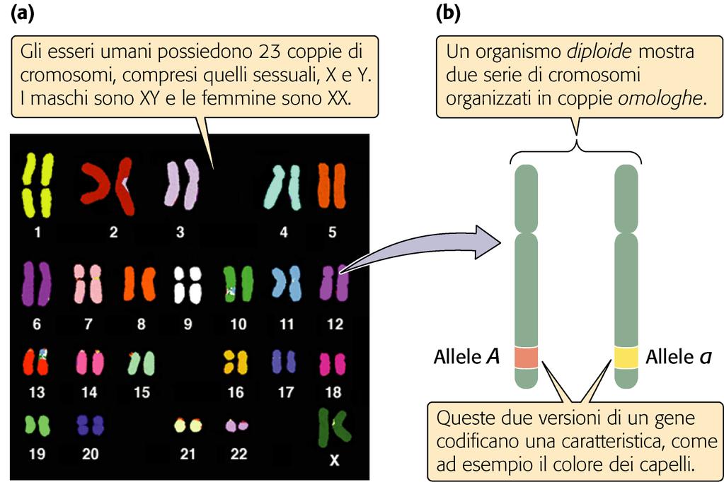 Cellule eucariotiche LA RIPRODUZIONE CELLULARE Il numero di cromosomi è caratteristico per ciascuna specie.