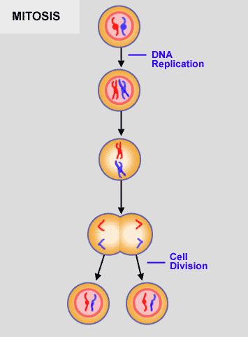 Parent cell Chromosomes are copied and double in number
